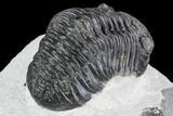 Bargain, Pedinopariops Trilobite - Mrakib, Morocco #110652-4